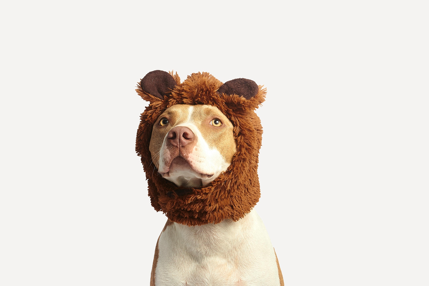 orelletes snacks para perros